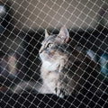 Netting for Balcony Cat Netting Anti-Fall Mesh Fence Anti Bird Netting for Garden/Balcony Transparent Nylon Pet Mesh Fence for Dogs & Cat Pet Safety Net for Balcony/Stairs/Window - 10x20Ft